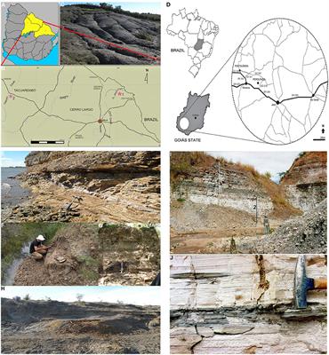 The Feeding Habits of Mesosauridae